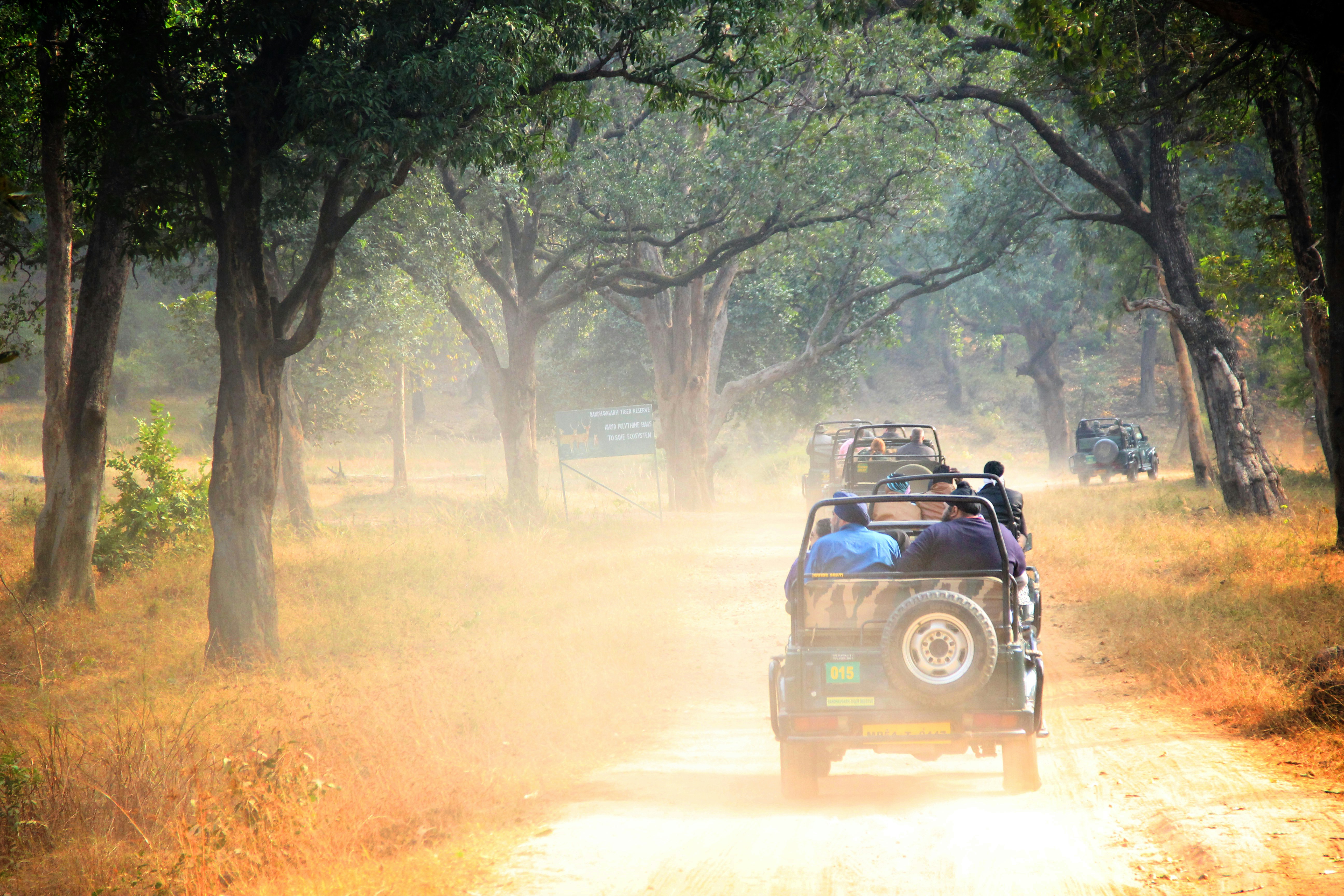Jungle Safari